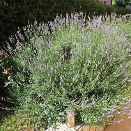 Lägenhet With A Parking Space - 7985